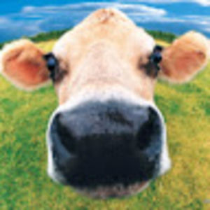 Meet your Posher, Bailey